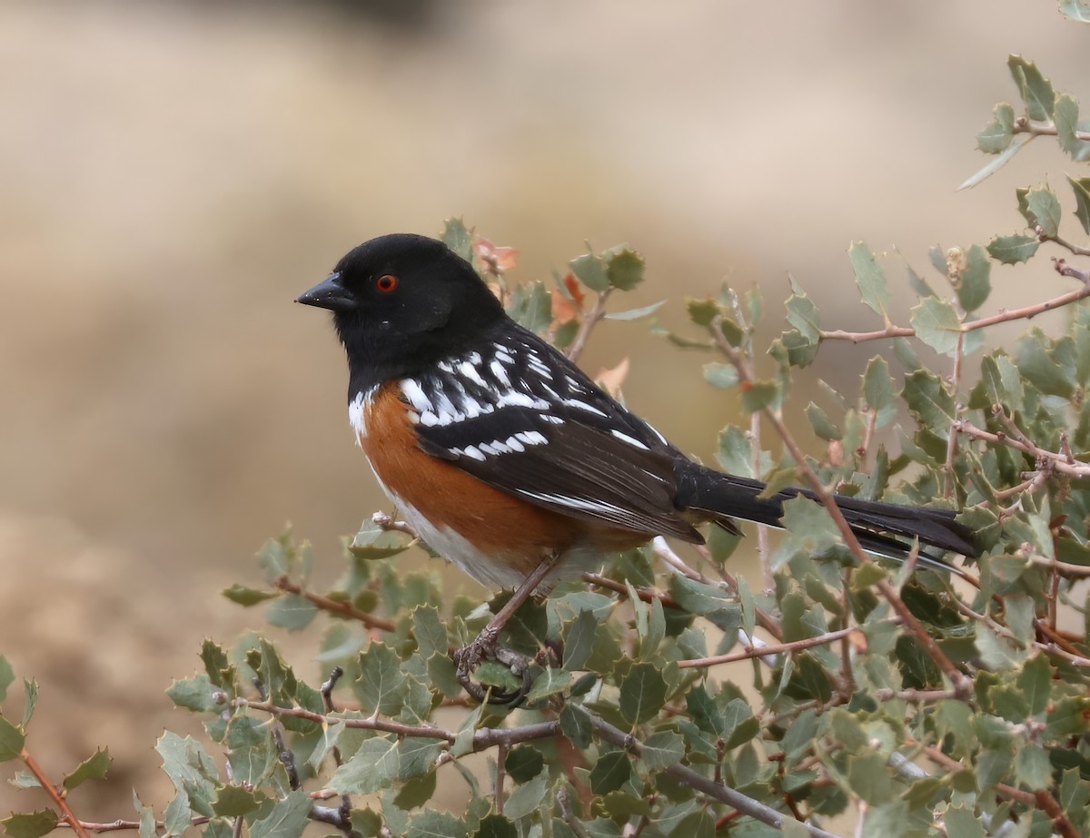 Spotted Towhee - ML616596544