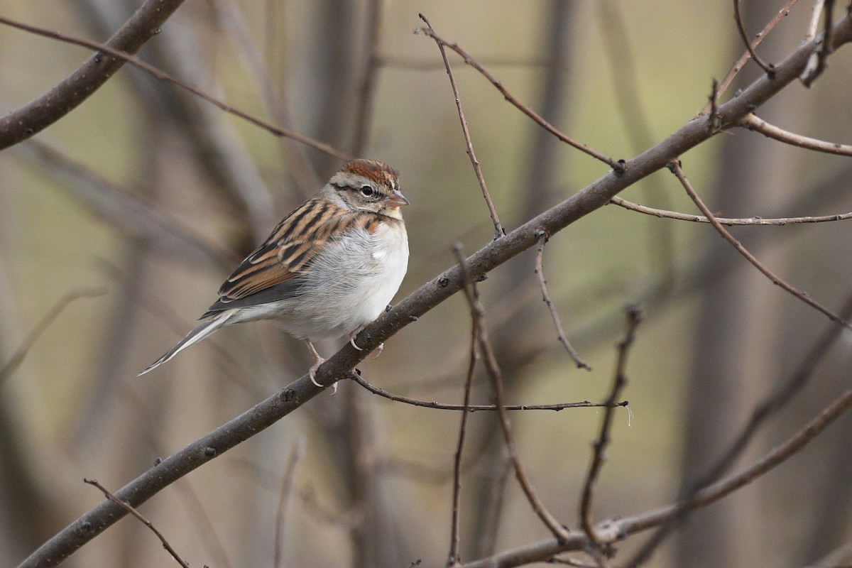 Chipping Sparrow - ML616596548