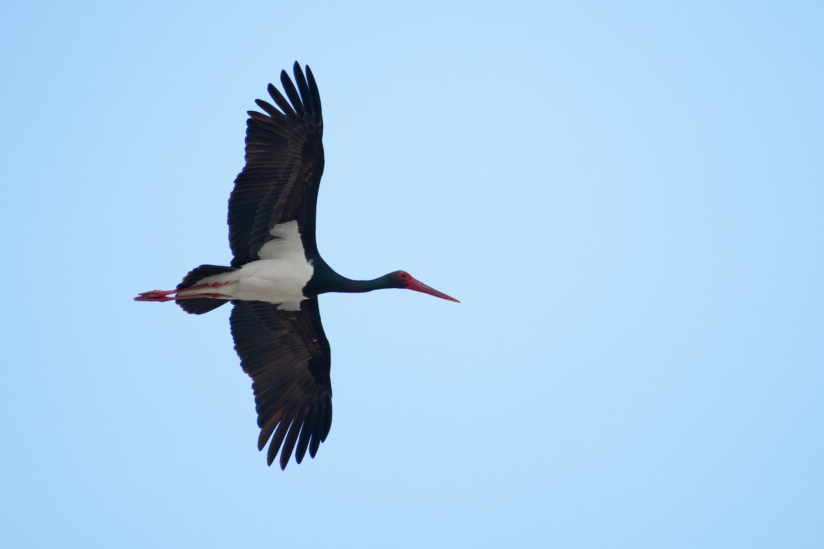 Black Stork - ML616596560