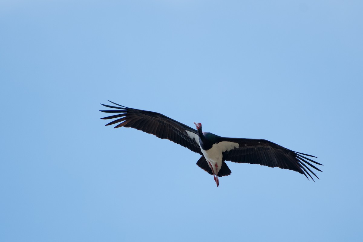 Black Stork - Grigory Evtukh