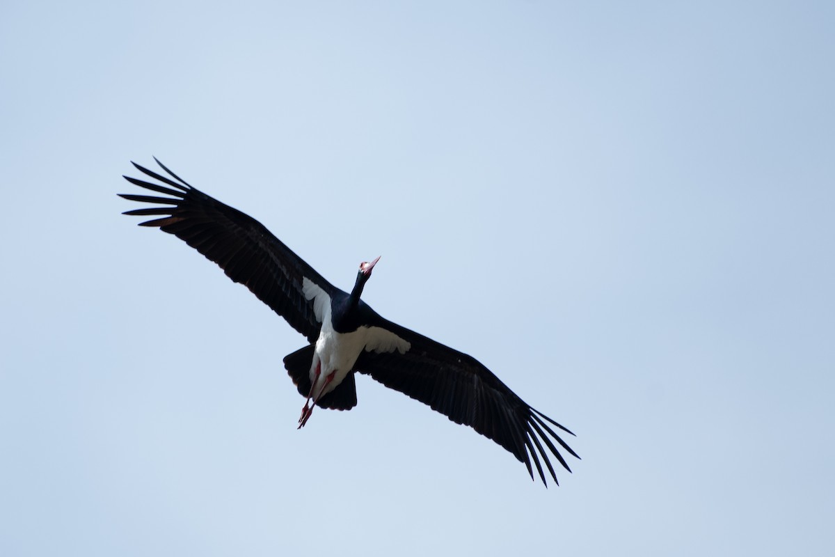 Black Stork - ML616596586