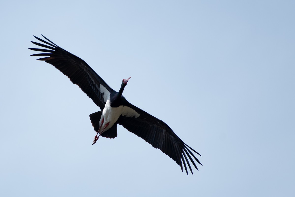 Black Stork - ML616596587