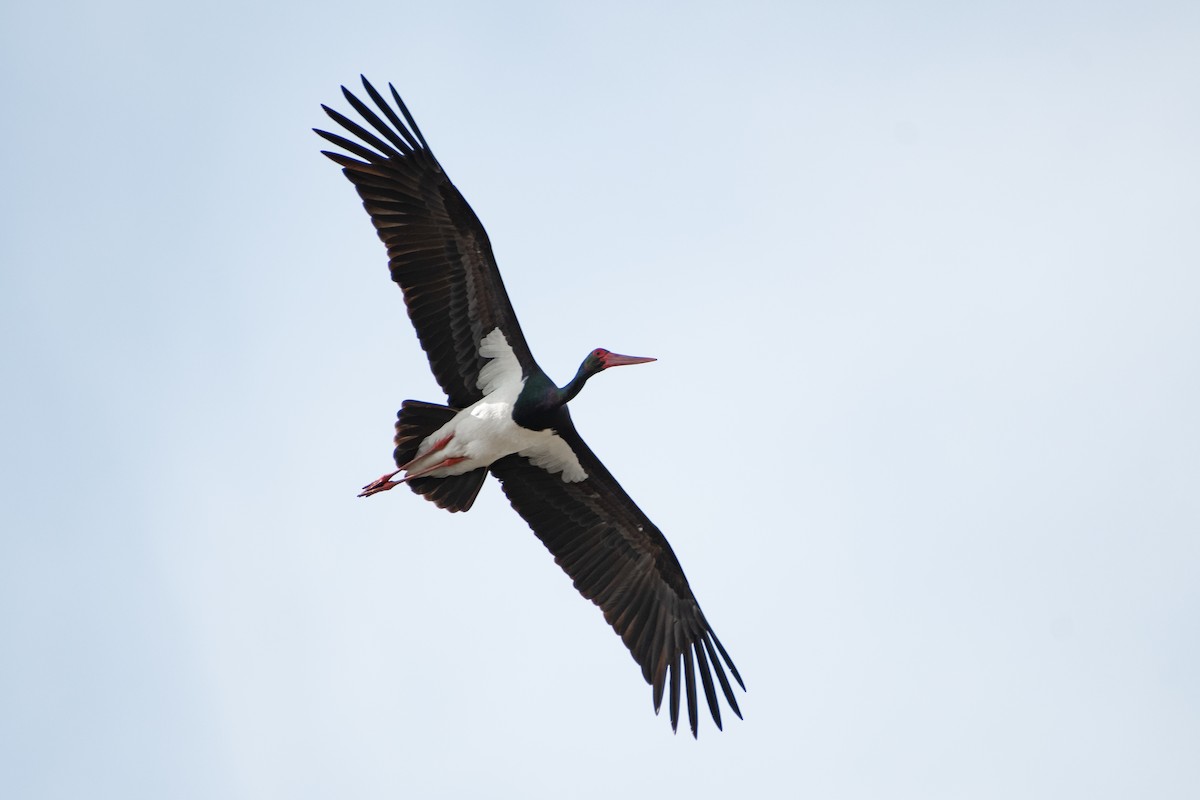 Black Stork - ML616596588