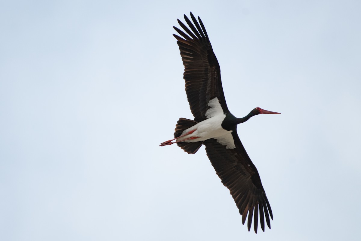 Black Stork - ML616596593