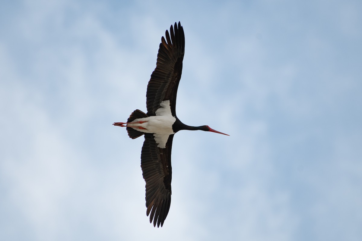 Black Stork - ML616596597
