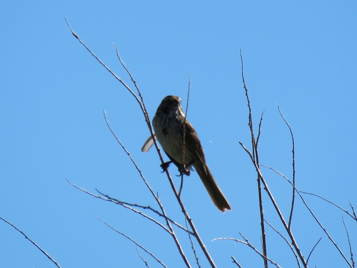 Song Sparrow - ML61659661