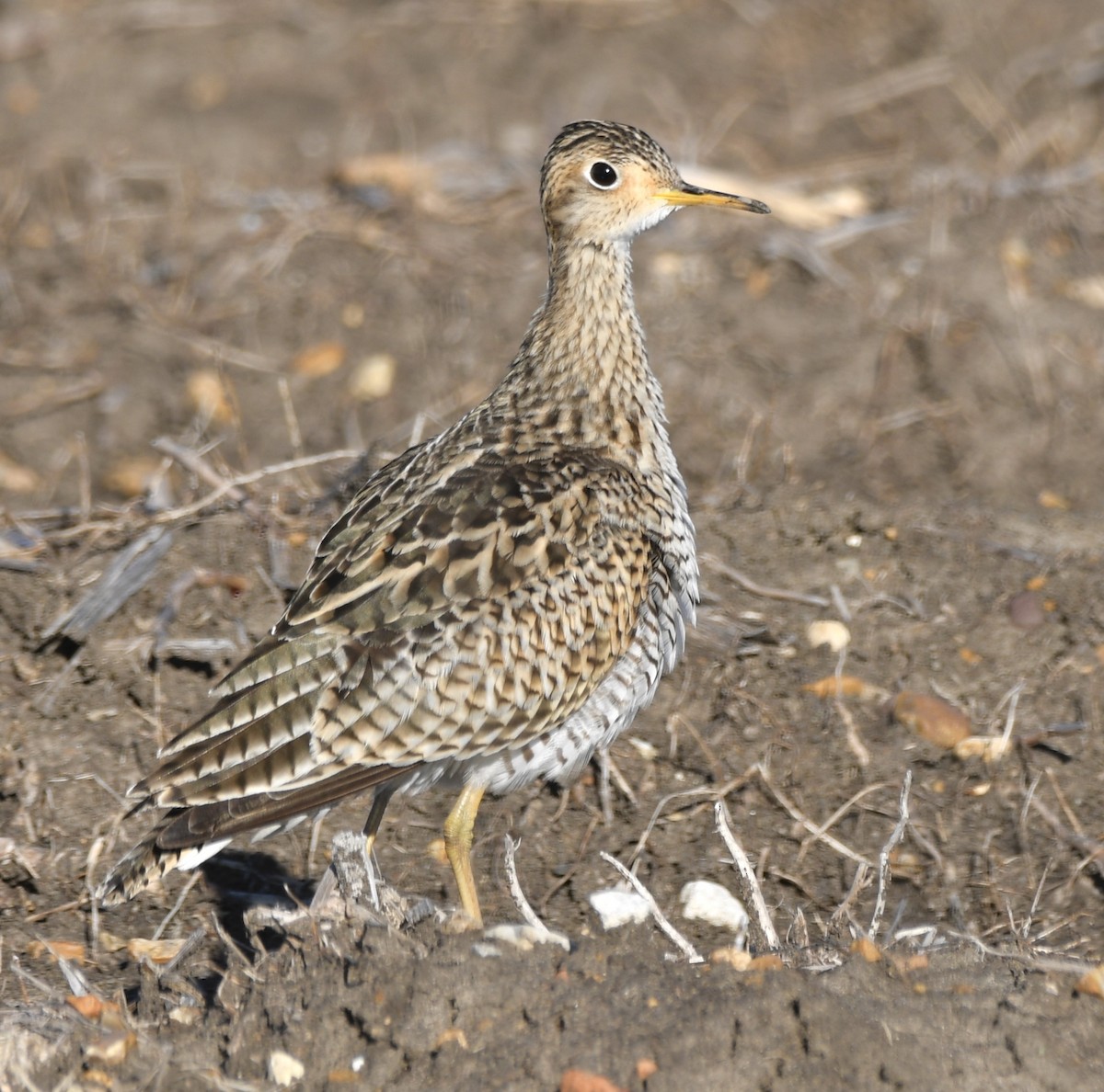 eBird Checklist 28 Mar 2024 Quebec Road Tensas River NWR 24 species