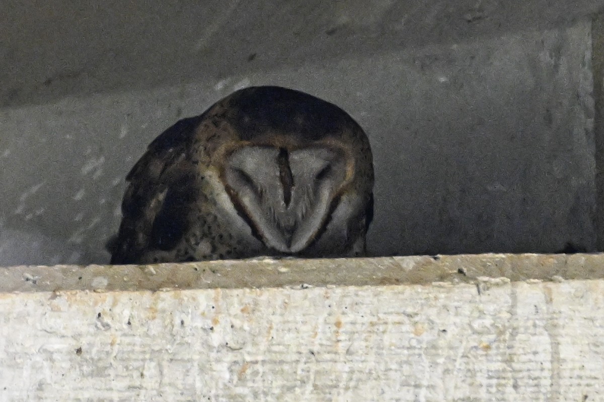 Barn Owl - Patrick Maurice