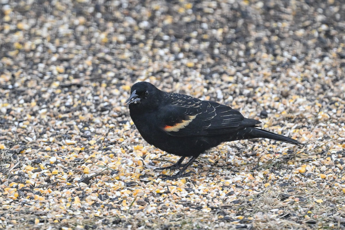 Red-winged Blackbird - Serg Tremblay