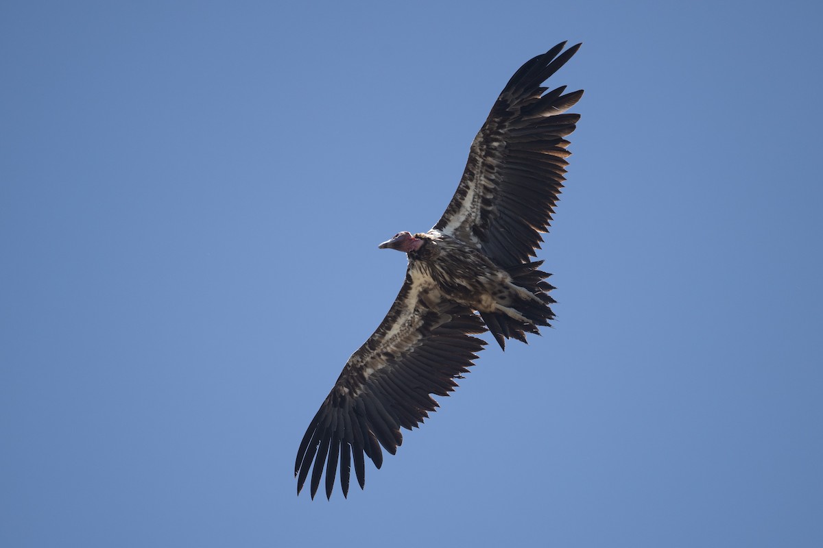 Lappet-faced Vulture - ML616596671