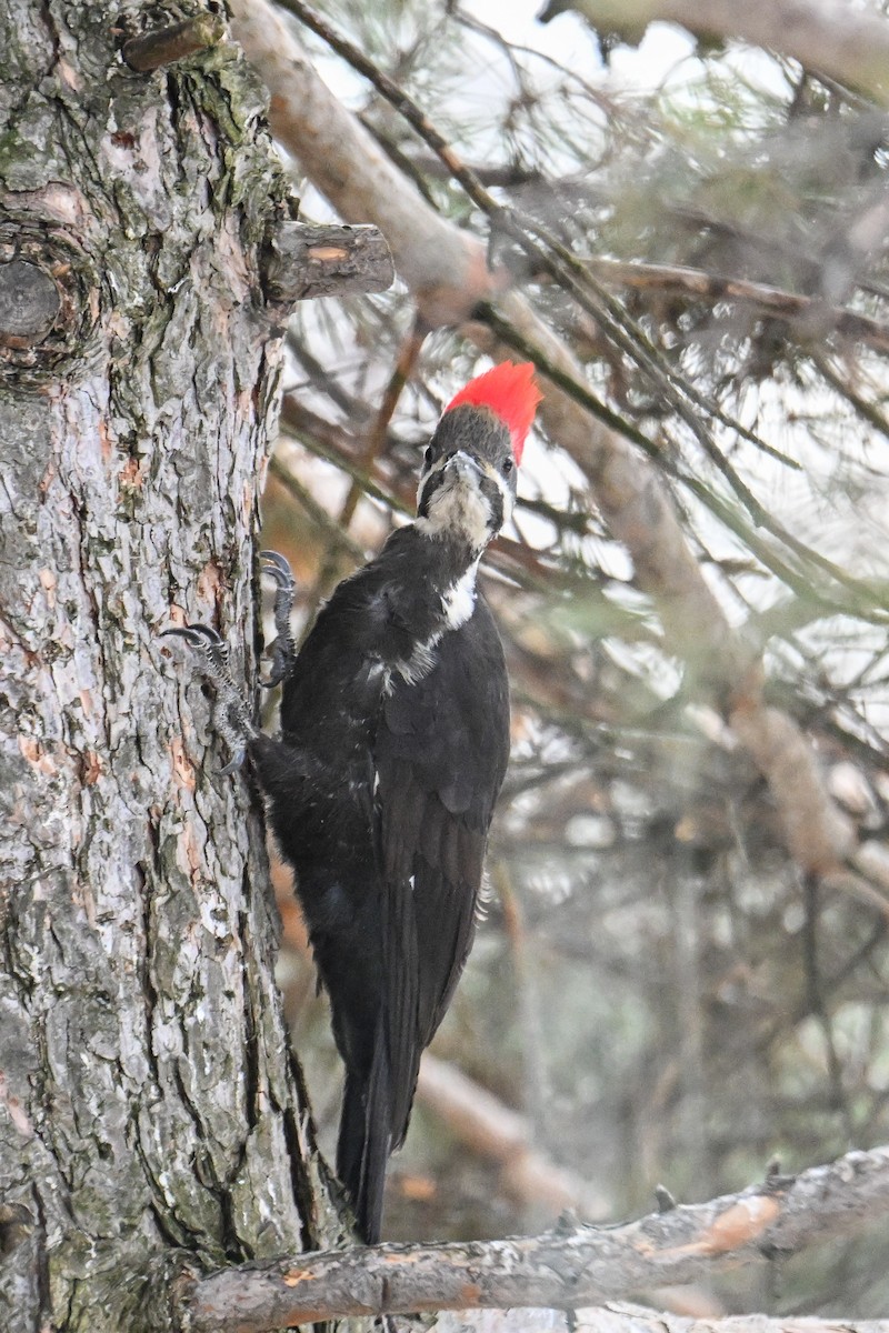 Pileated Woodpecker - ML616596672