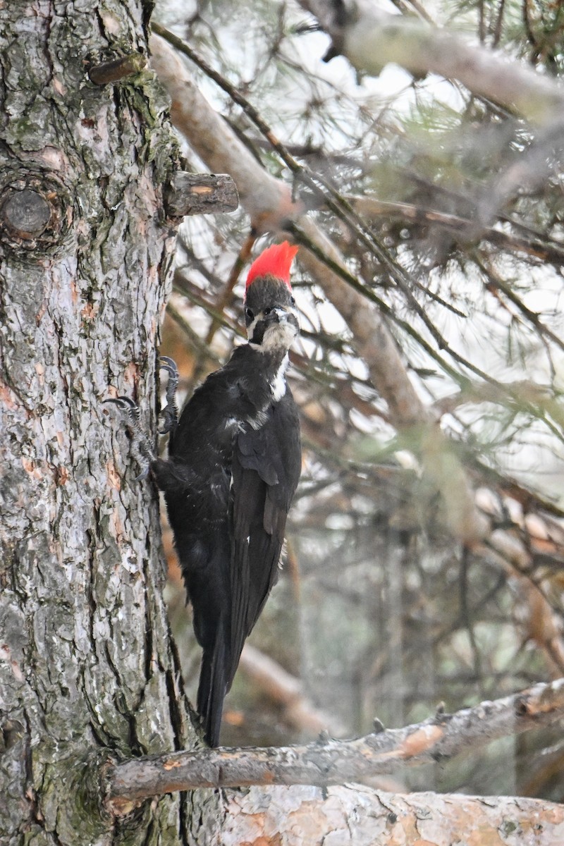 Pileated Woodpecker - ML616596675