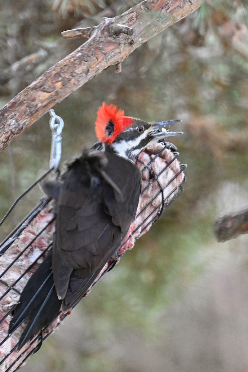 Pileated Woodpecker - ML616596677