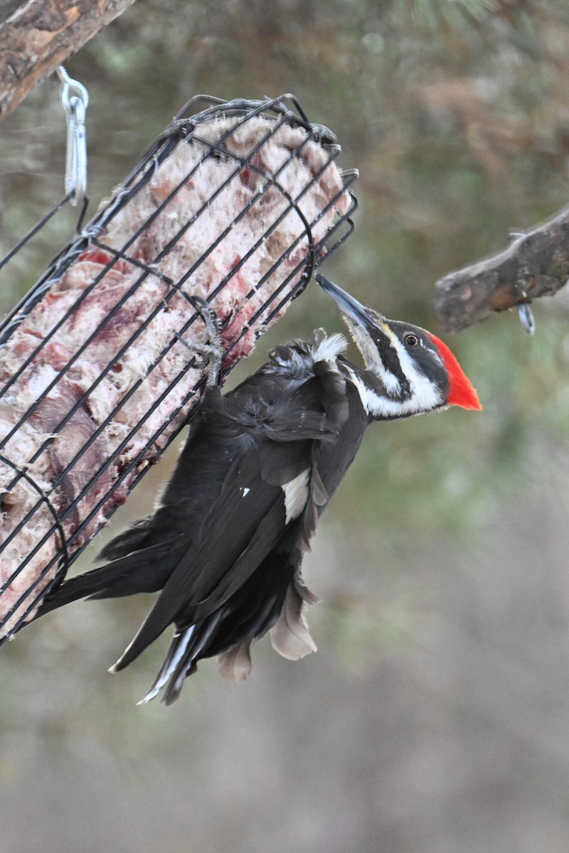 Pileated Woodpecker - ML616596678