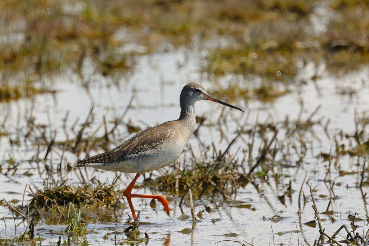 Spotted Redshank - ML616596728