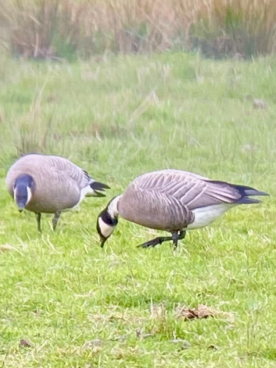 Cackling Goose (minima) - ML616596746