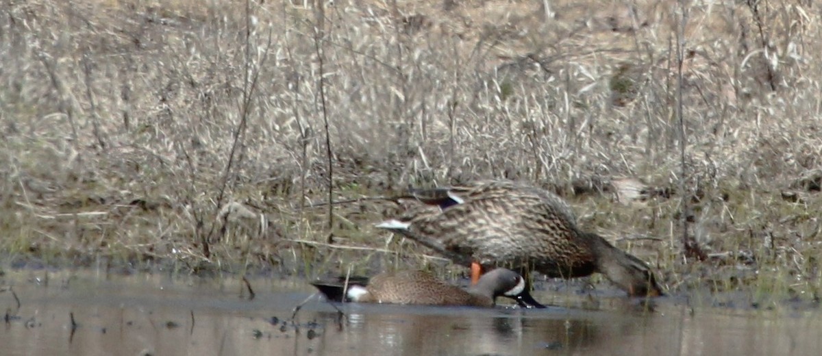 Blue-winged Teal - ML616596749