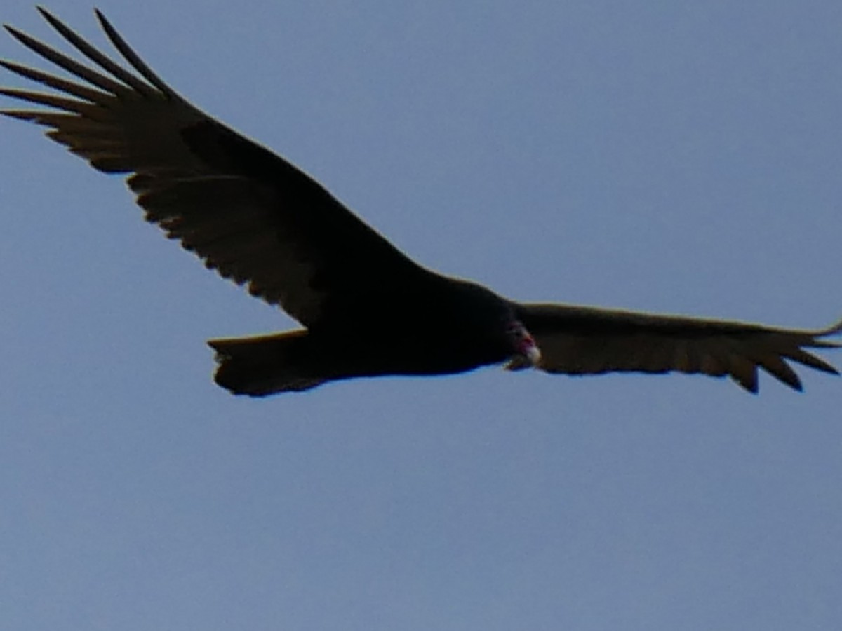 Turkey Vulture - ML616596801