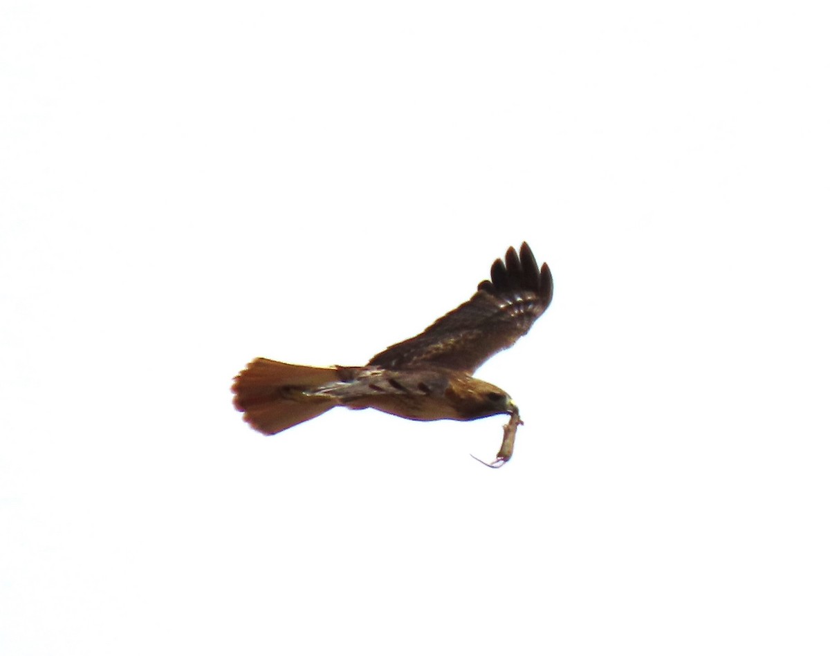 Red-tailed Hawk - Lori Zabel