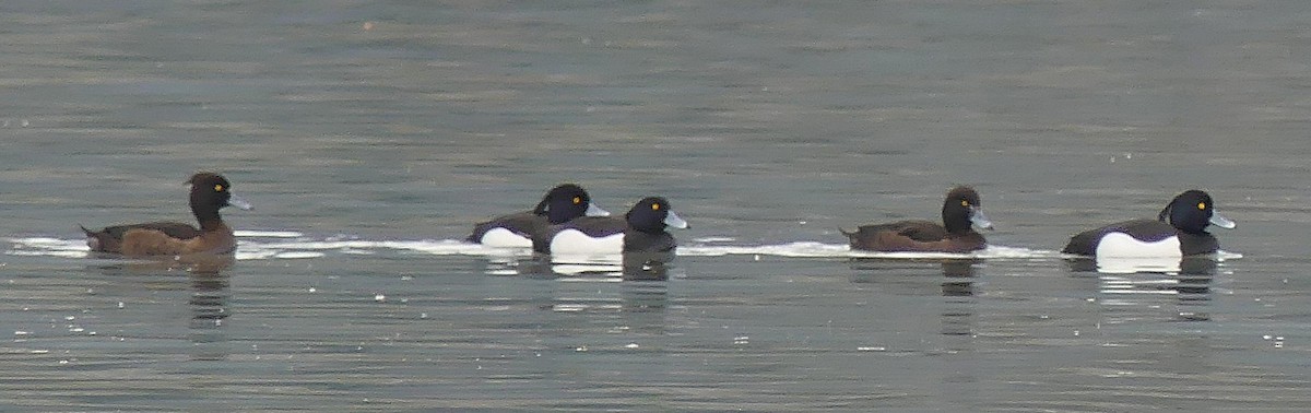Tufted Duck - ML616596927