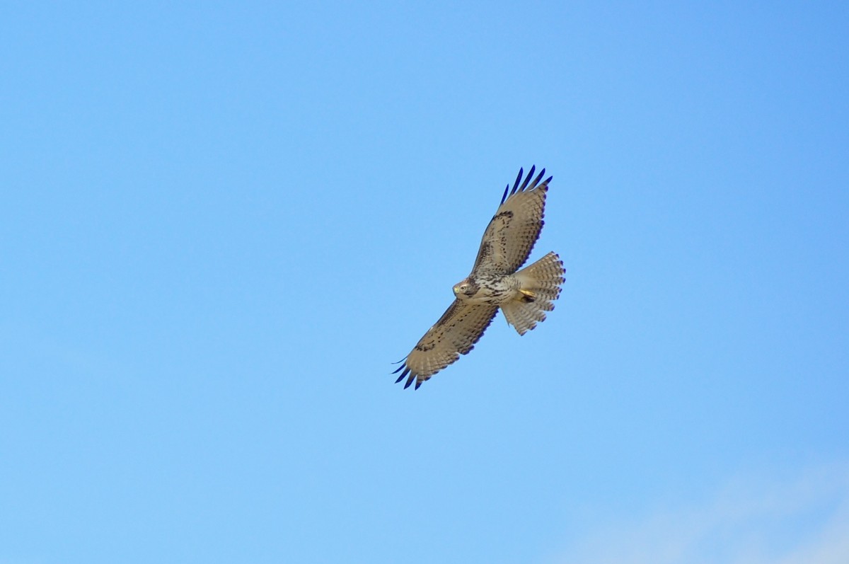 Red-tailed Hawk - Micah Grove