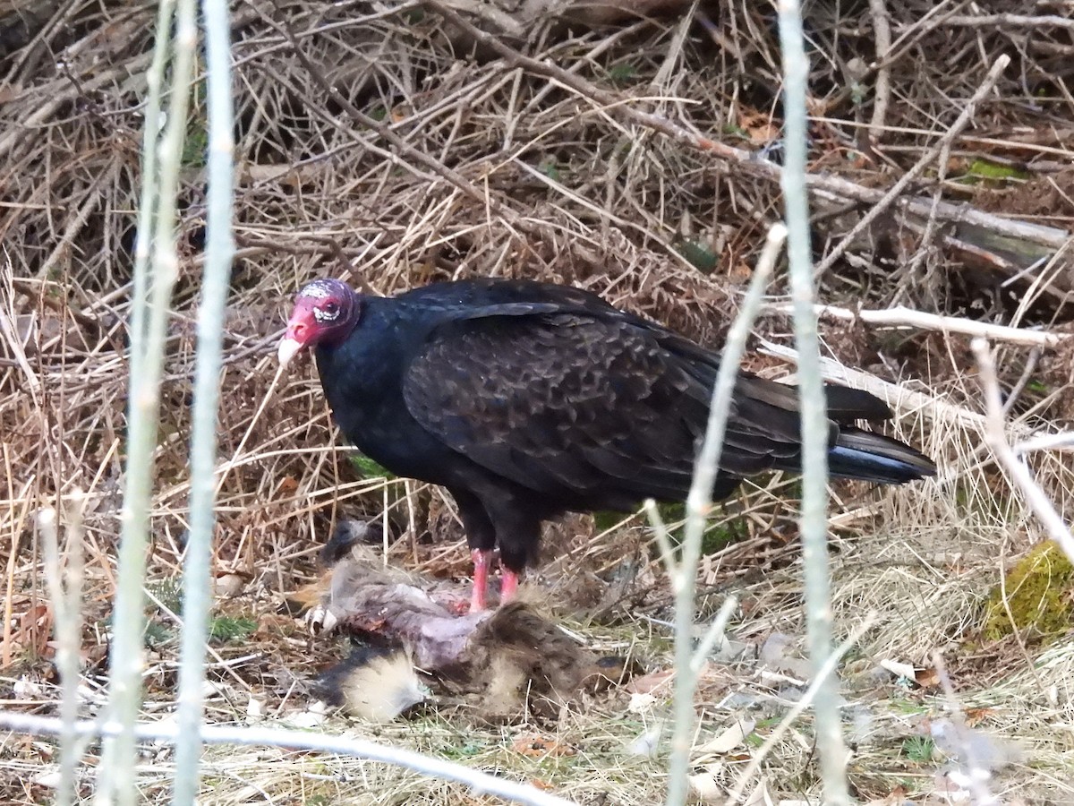 Turkey Vulture - Normand Ethier