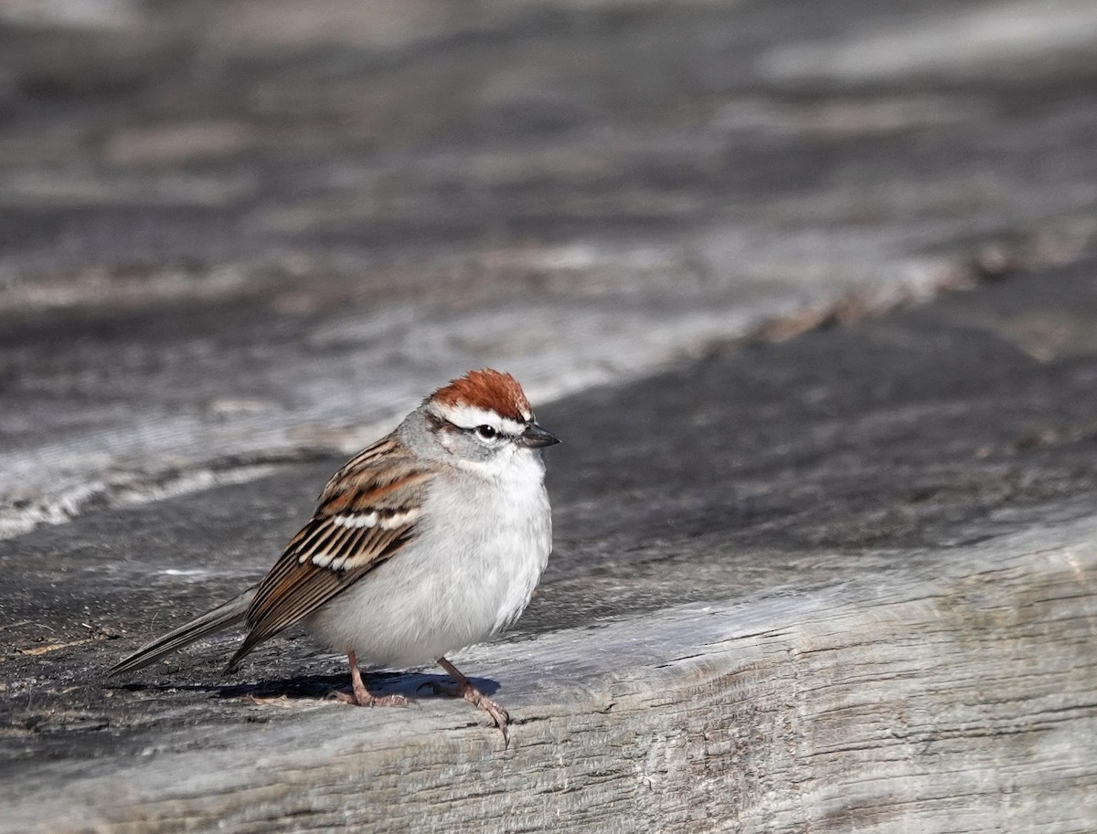 Chipping Sparrow - ML616596960
