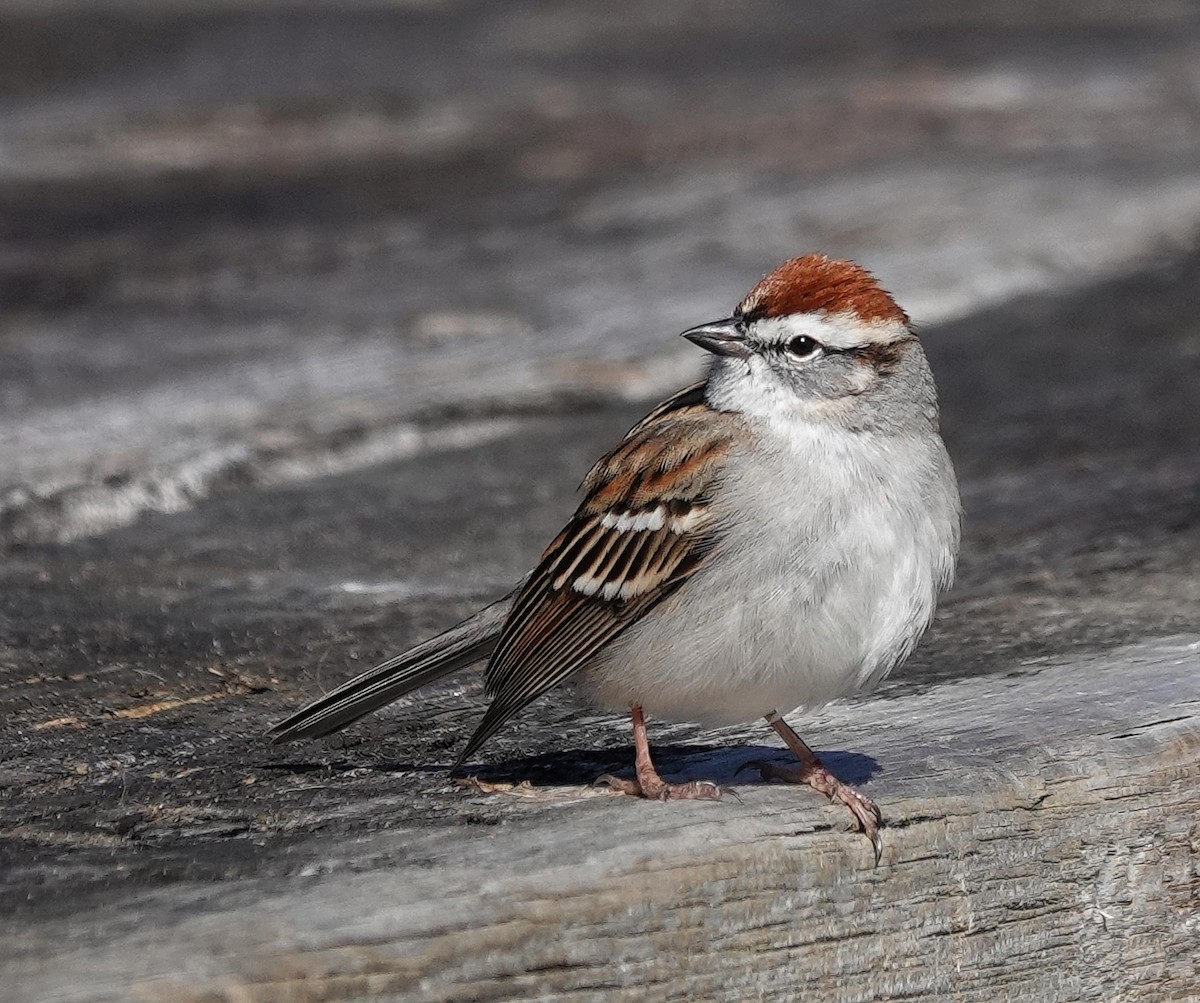 Chipping Sparrow - ML616596970