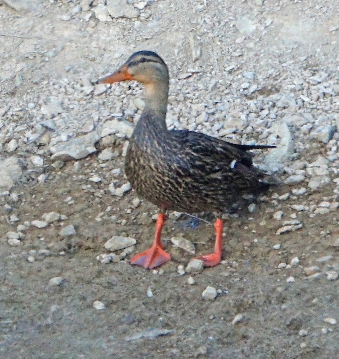 Mexican Duck - ML616596977