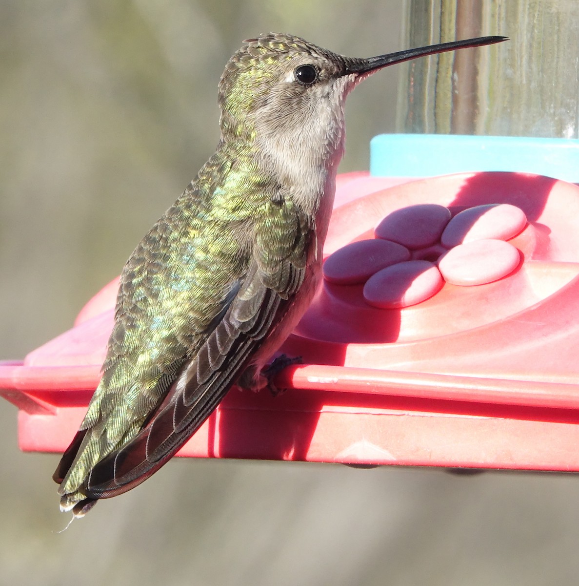 Ruby-throated/Black-chinned Hummingbird - ML616597038