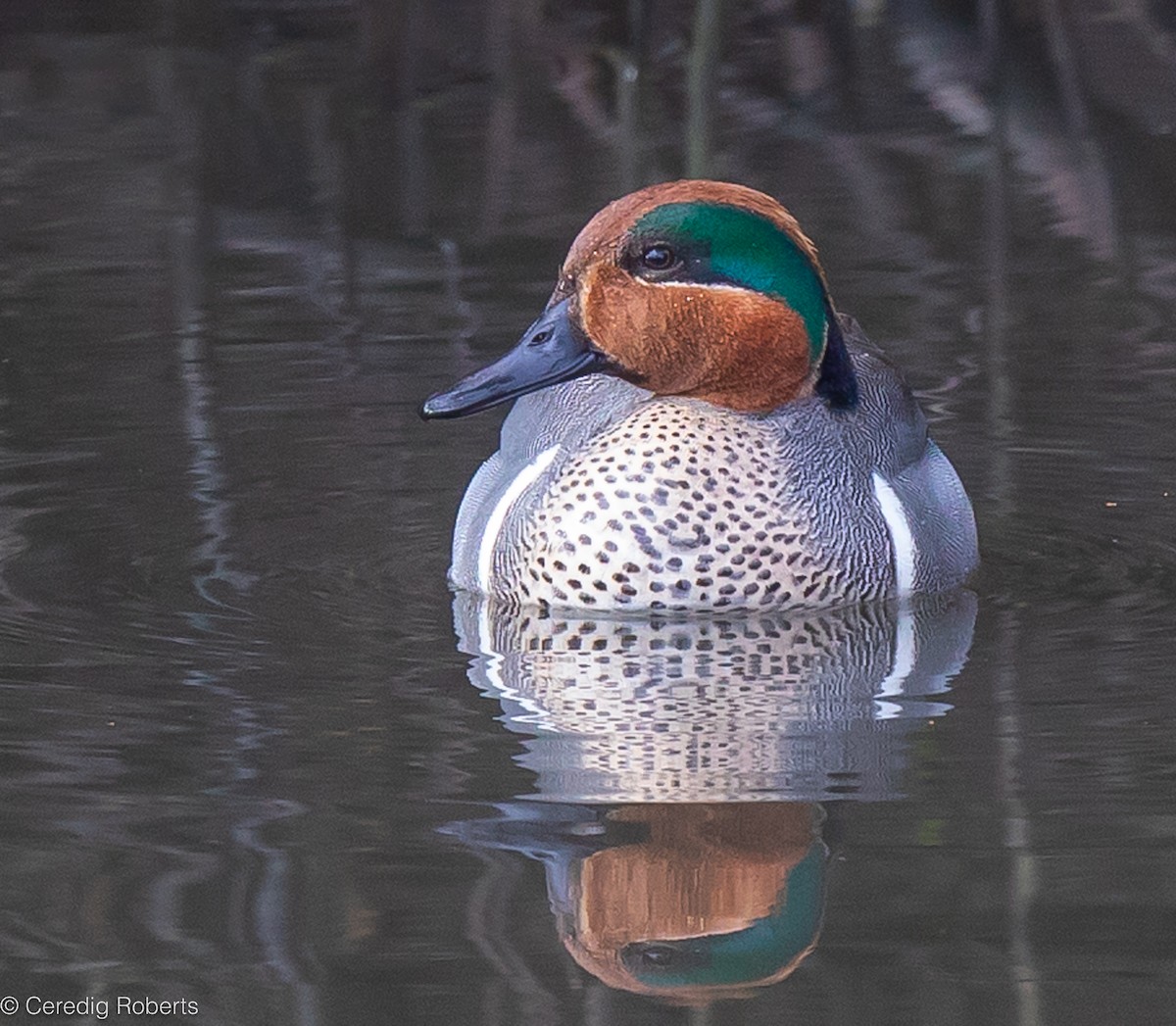 Green-winged Teal - ML616597076