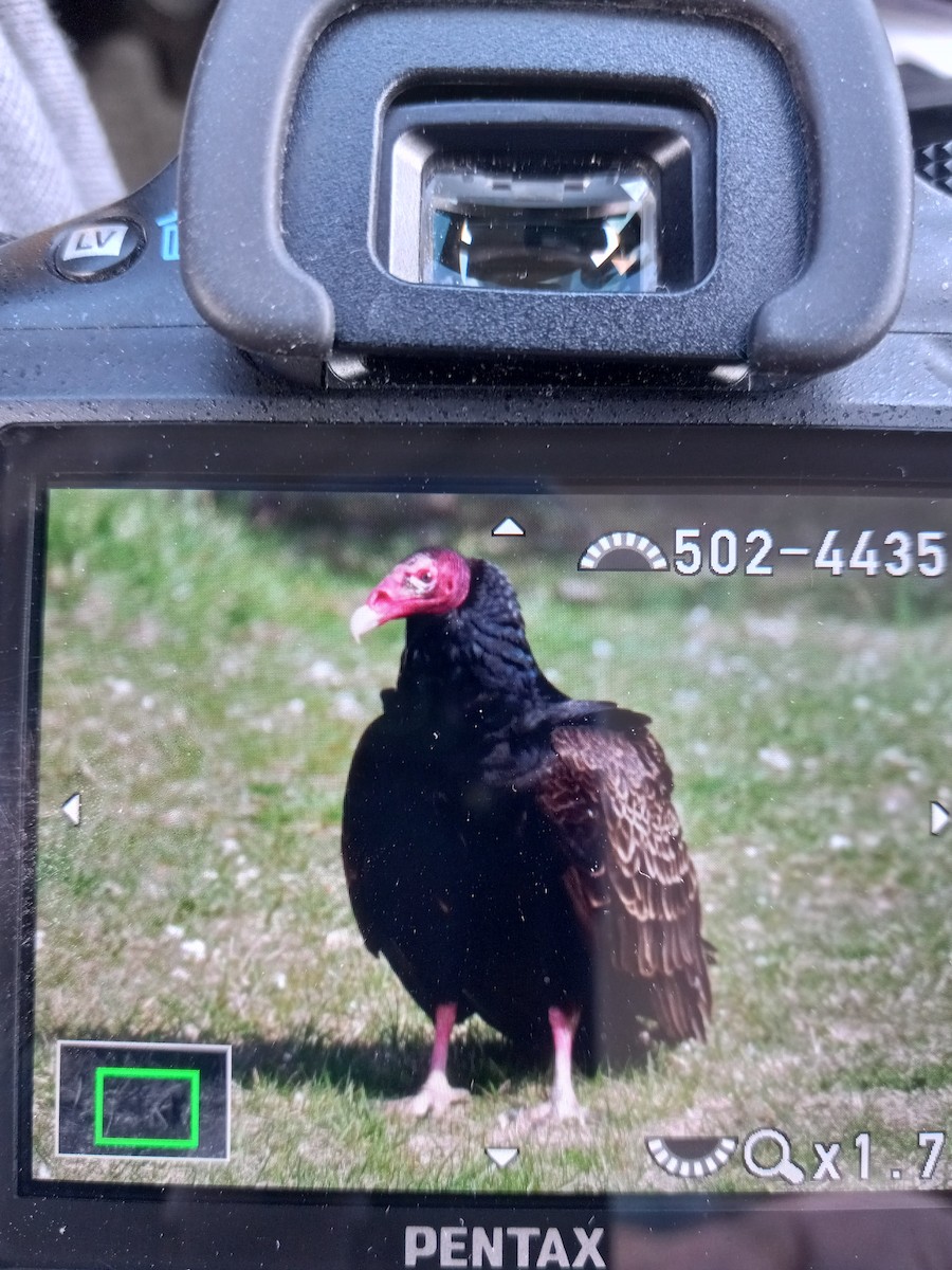 Turkey Vulture - ML616597104