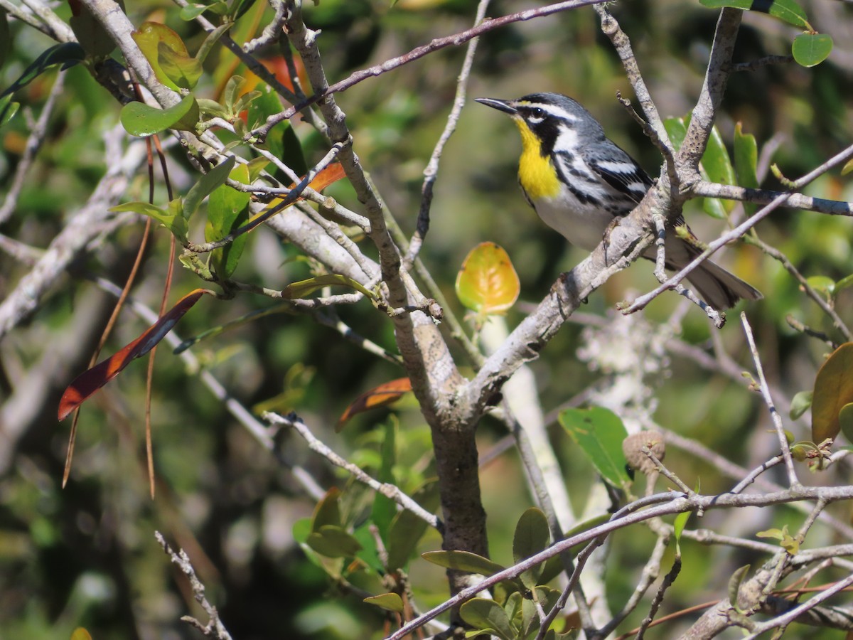 Yellow-throated Warbler - Stephanie Parker