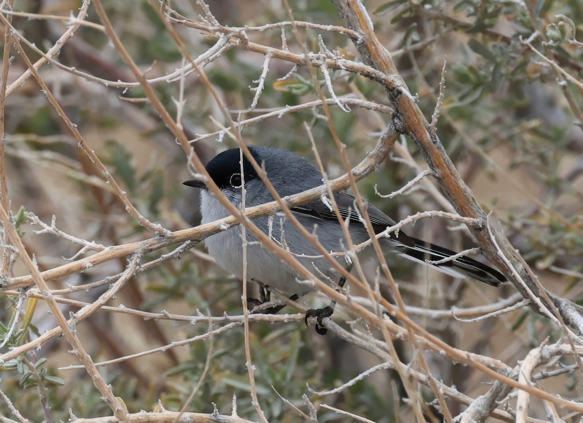 Black-tailed Gnatcatcher - ML616597151