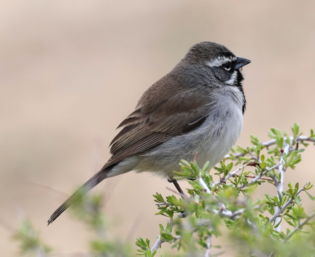 Black-throated Sparrow - Constance Vigno