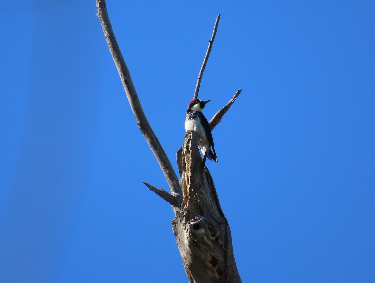 Acorn Woodpecker - Daniel Peter Siminski