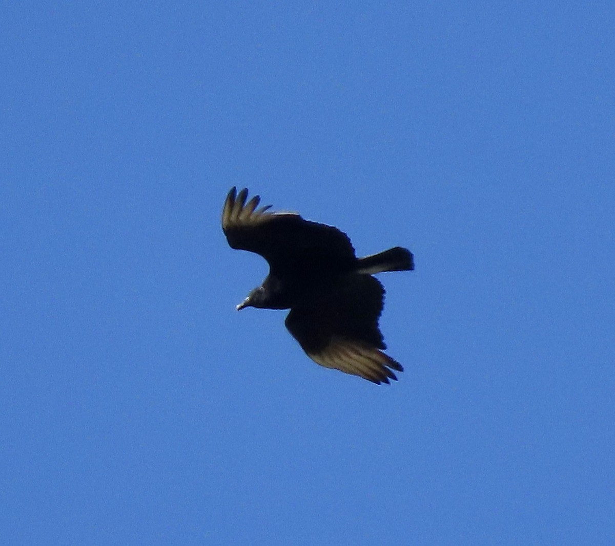 Black Vulture - ML616597232