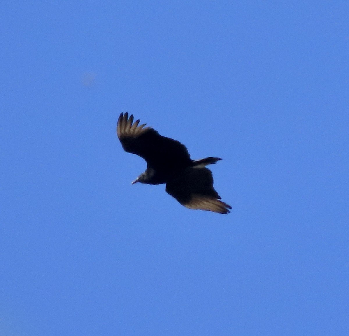 Black Vulture - ML616597233
