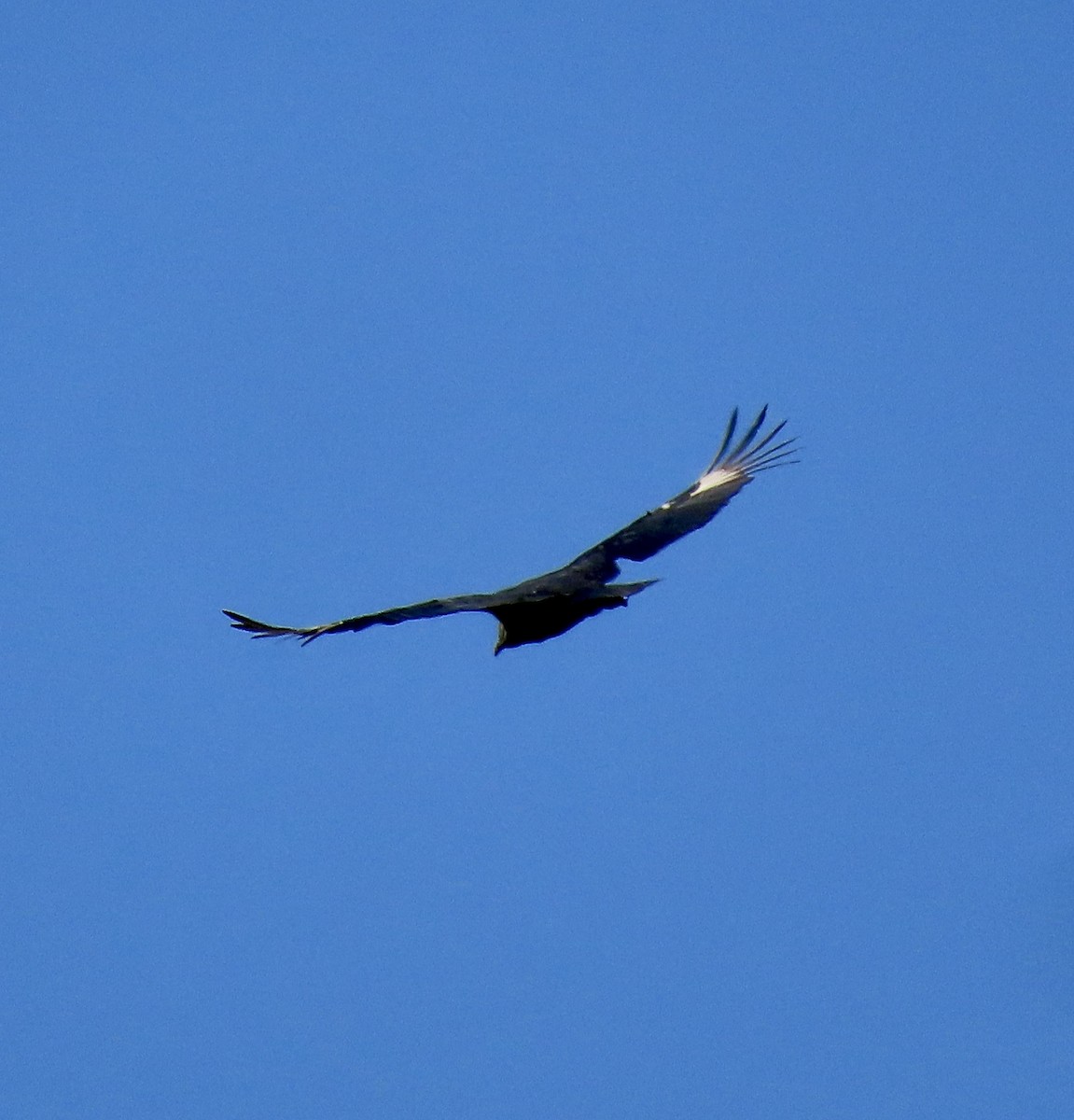 Black Vulture - ML616597234