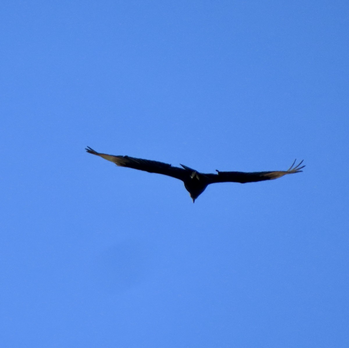 Black Vulture - ML616597236