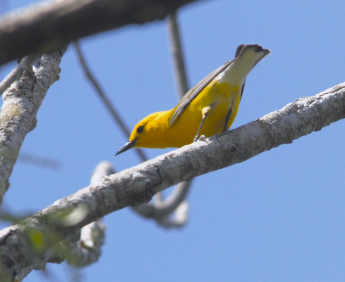 Prothonotary Warbler - kevin cochran