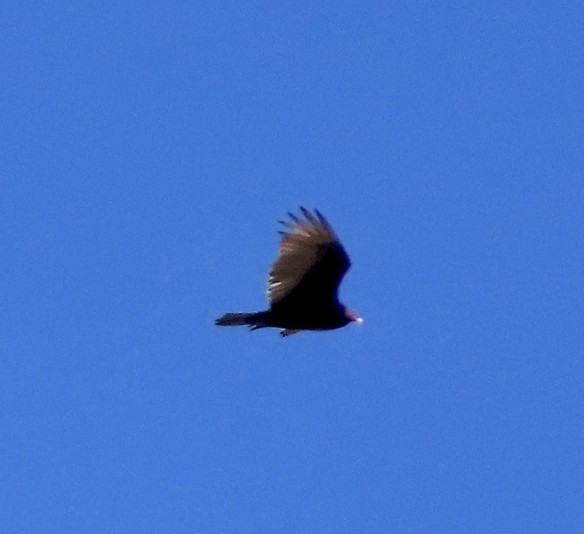 Turkey Vulture - ML616597244