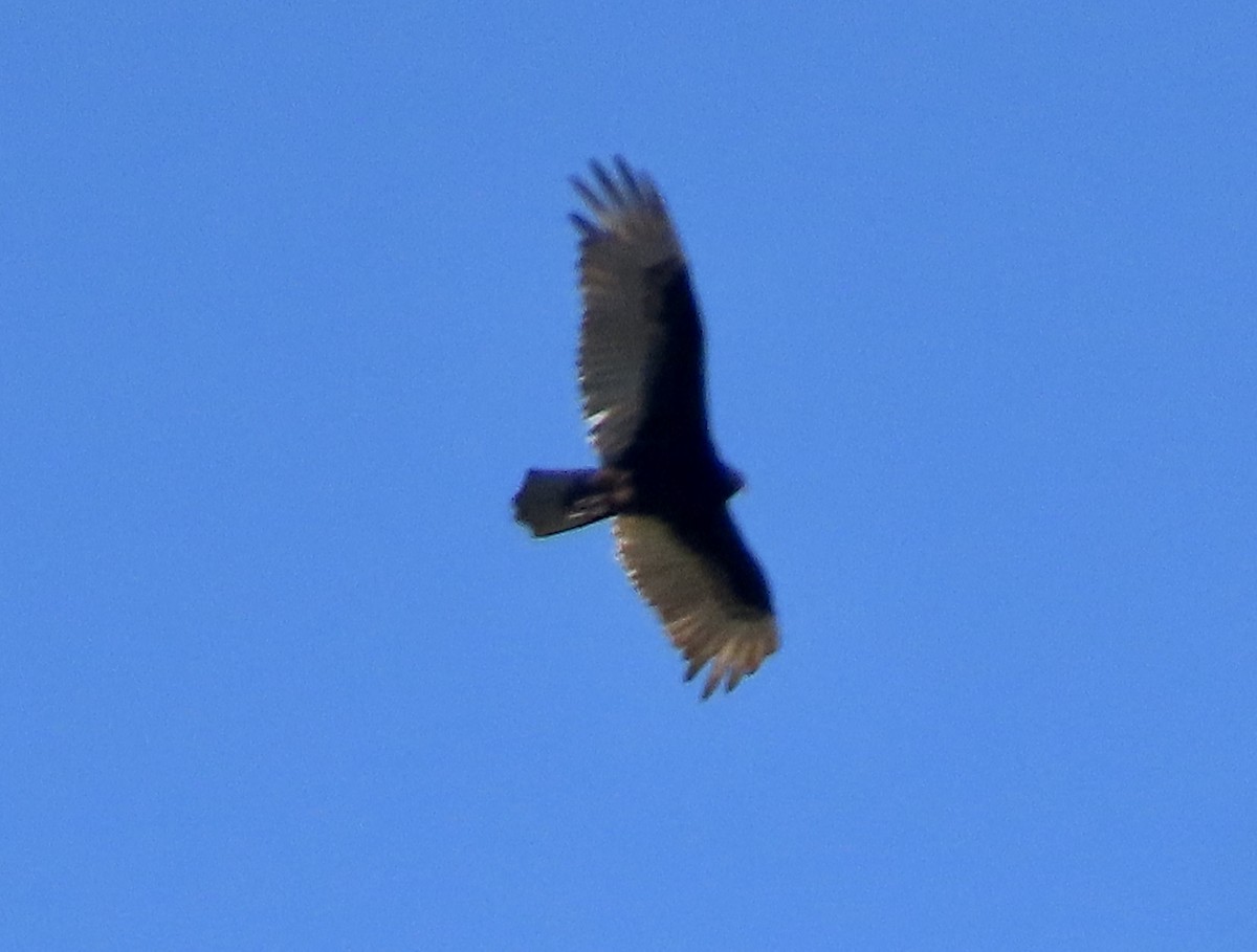 Turkey Vulture - ML616597245