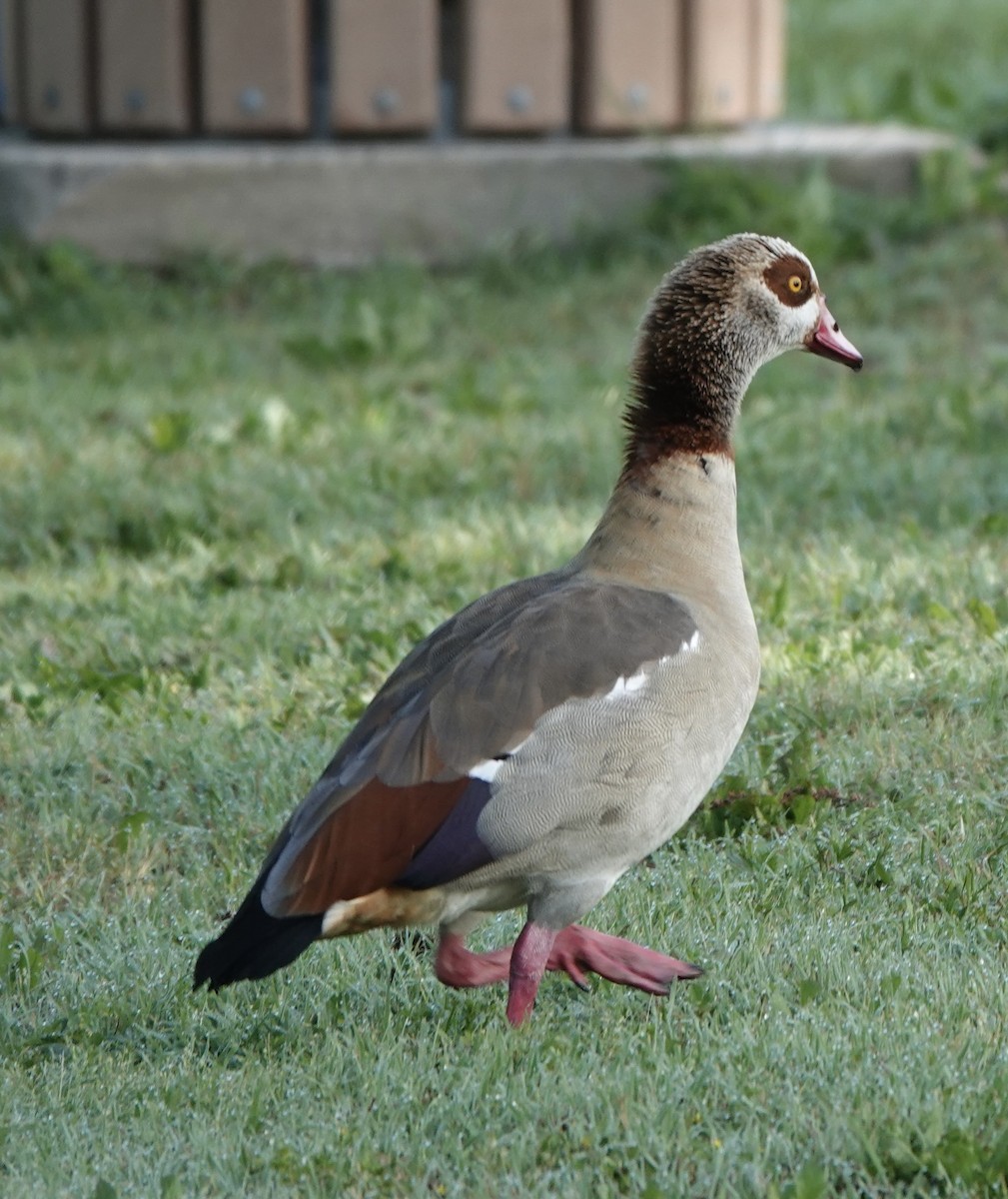Egyptian Goose - ML616597247