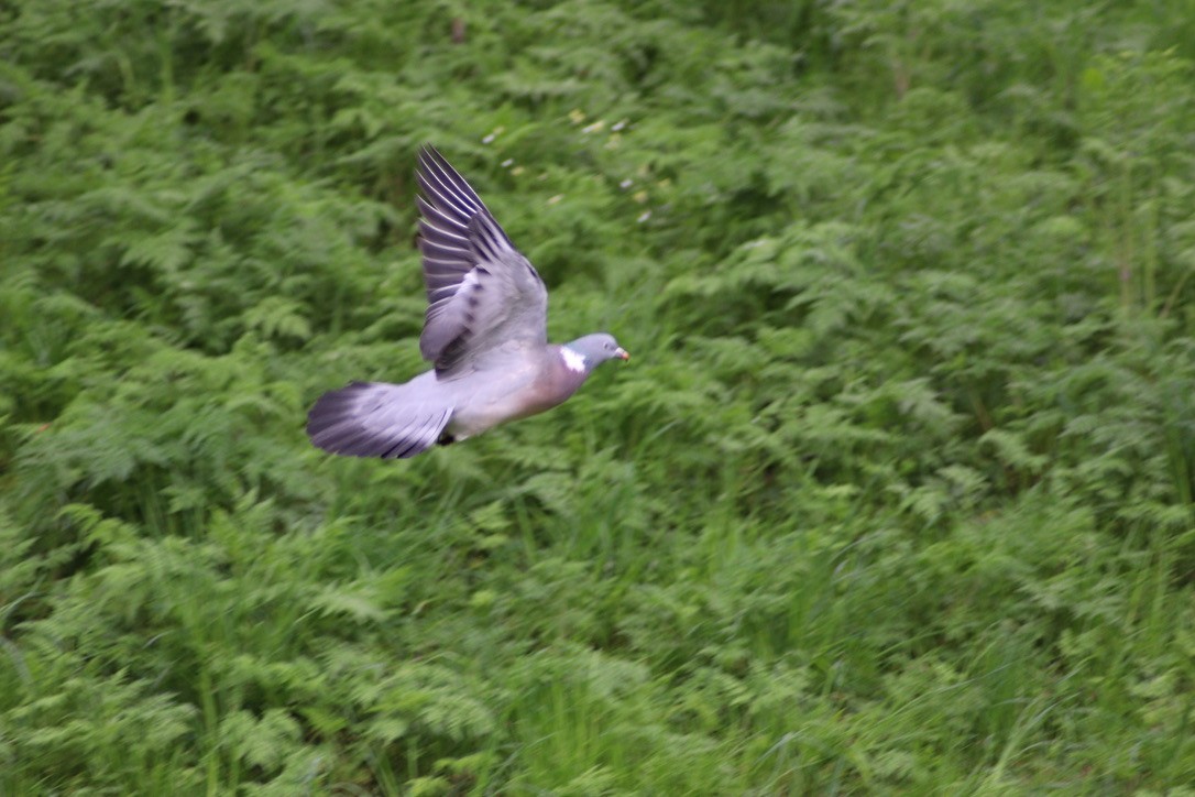 Common Wood-Pigeon - ML616597280