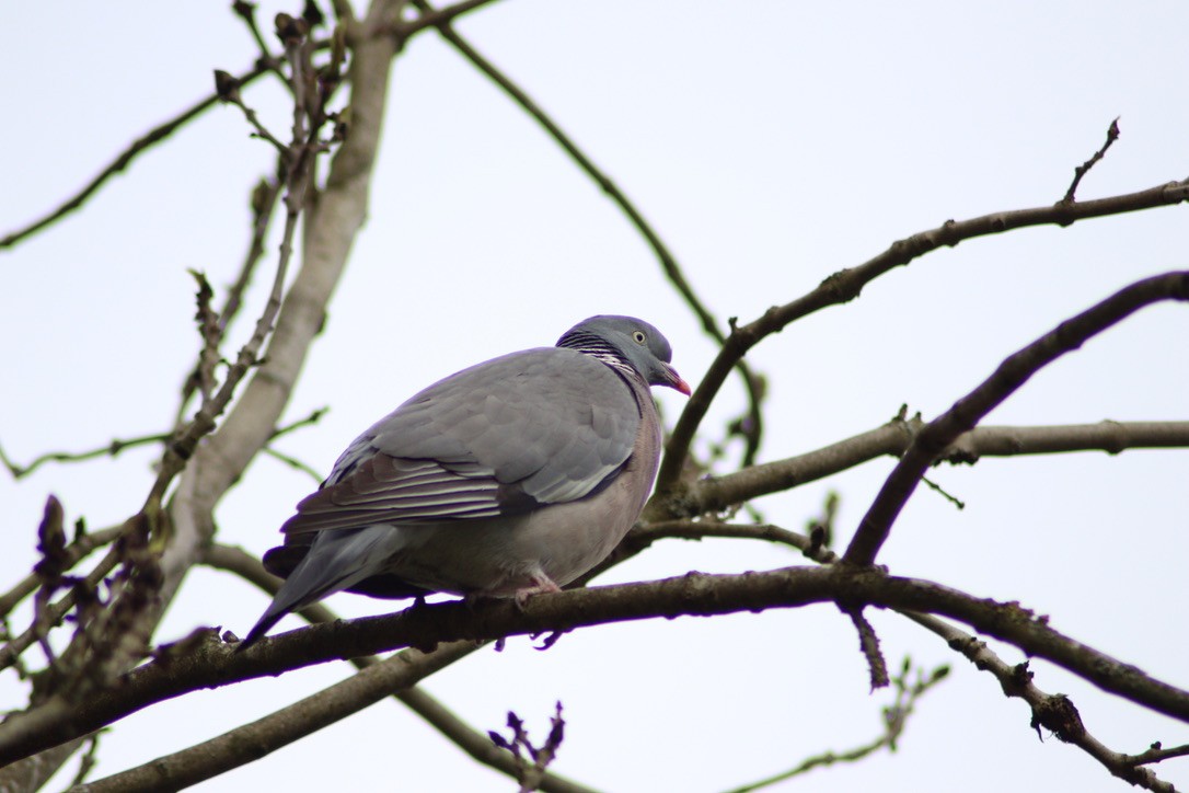Common Wood-Pigeon - ML616597281
