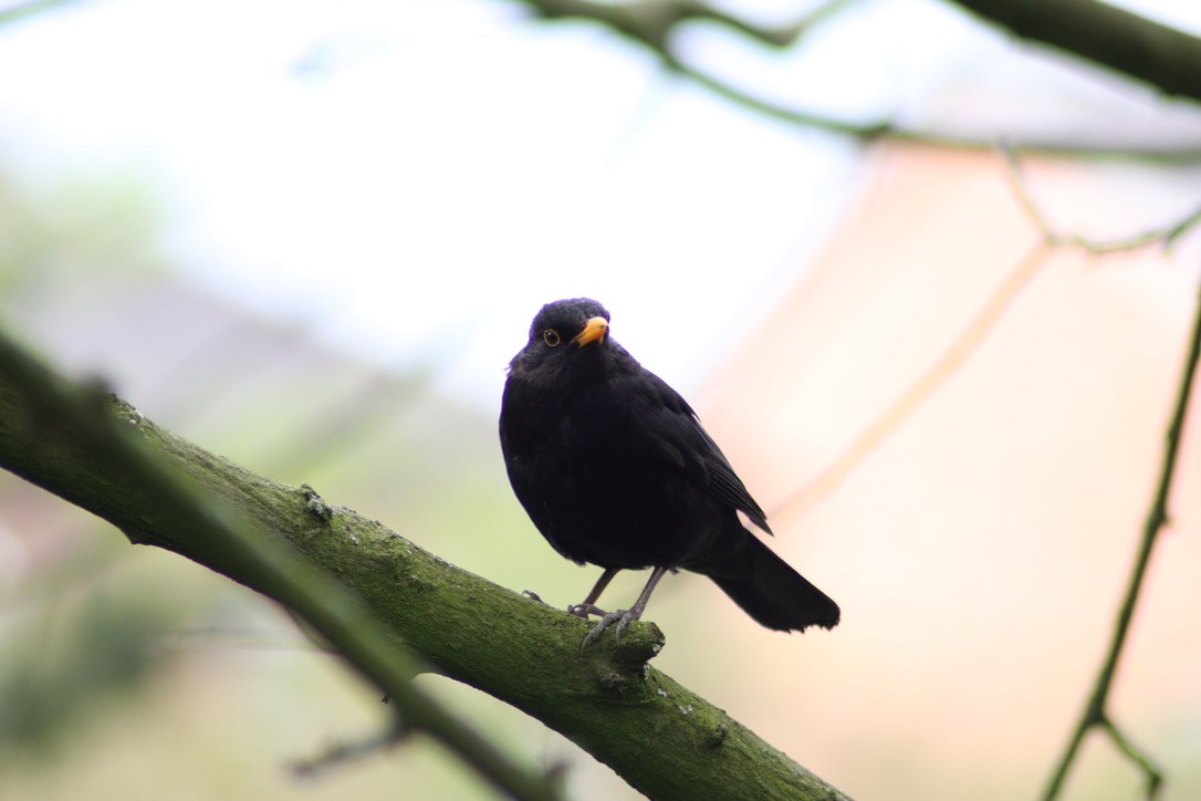 Eurasian Blackbird - ML616597367