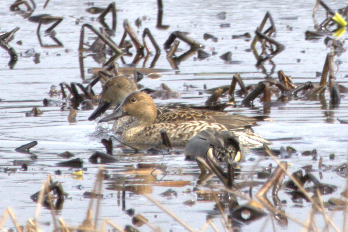 Northern Pintail - Chris Duffy