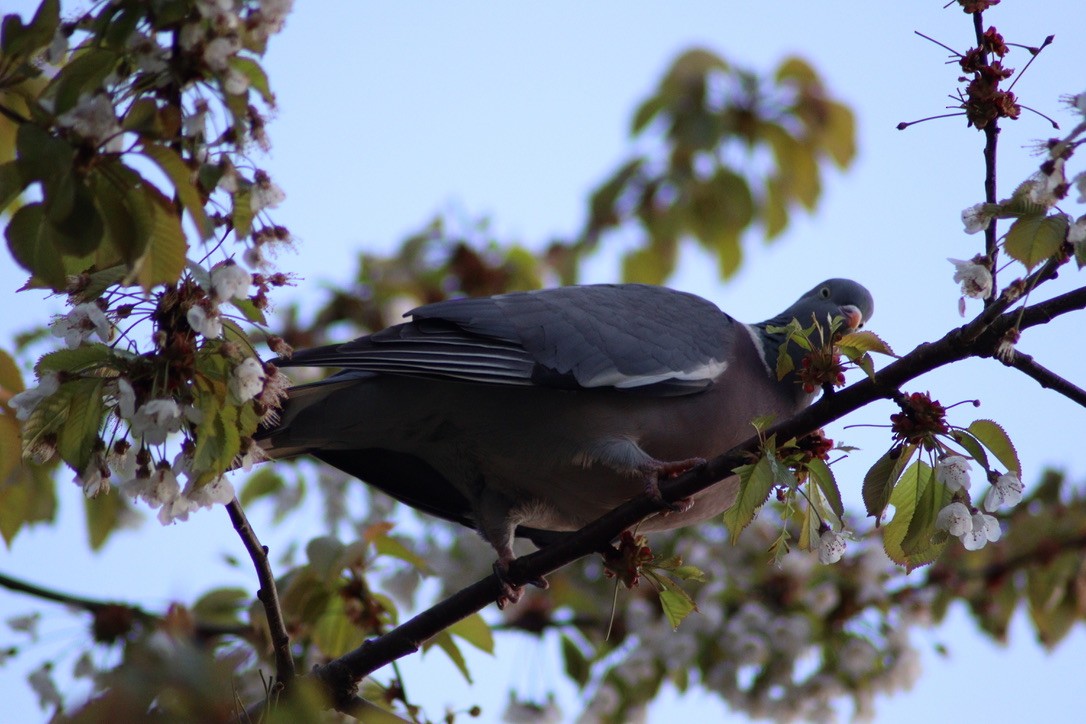 Common Wood-Pigeon - ML616597403