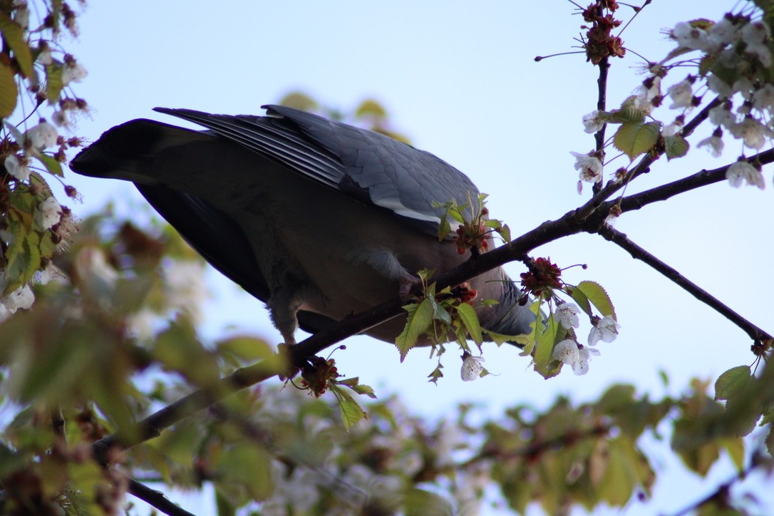 Common Wood-Pigeon - ML616597404
